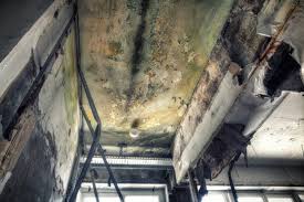 Best Real Estate Mold Inspection  in University, FL